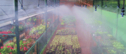 Mist Irrigation