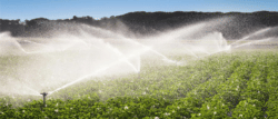 Spray Irrigation